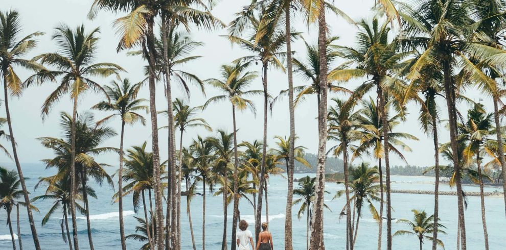 Things-To-Do-Mirissa-Sri-Lanka-coconut-tree-header